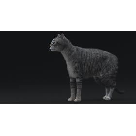 Cat (Mackerel Tabby)RIGGED 3D model
